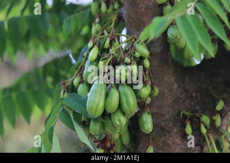 Close up bunch of bilimbing,Averrhoa bilimbi  fruit on tree in farm, Stock Photo