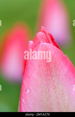 Macro view of petal of pink tulip out of focus flowers in soft background with water drops with a narrow band of focus Stock Photo