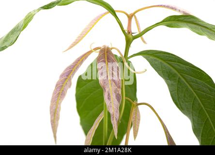 Young mango leaves on a background of green leaves. Growing plants at home. Stock Photo