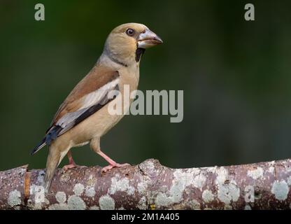 Female hawfinch (Coccothraustes coccothraustes) perched on a dry aged lichen branch in forest Stock Photo