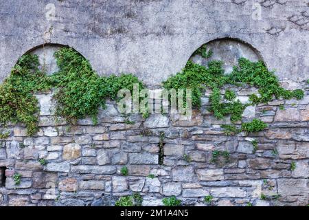 A gray cobble stone wall with green bushes hanging on top of it Stock Photo