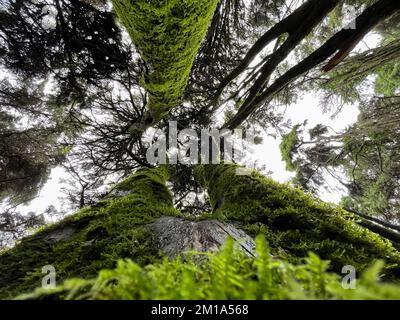 Bottom view of tall old trees in a forest Stock Photo