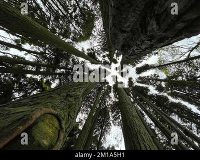 Bottom view of tall old trees in a forest Stock Photo