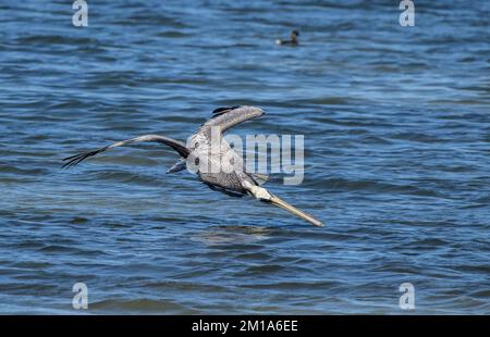 Brown pelican, Pelecanus occidentalis, diving for fish in a shallow saline lagoon. Texas. Stock Photo