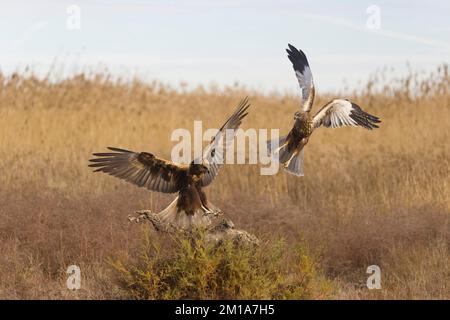 Marsh harrier Circus aeruginosus, adult pair, female flying in to displace male, Toledo, Spain, November Stock Photo