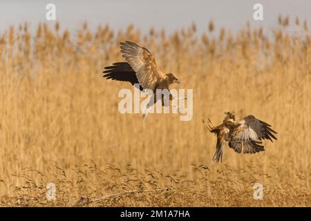 Marsh harrier Circus aeruginosus, adult pair fighting in flight in reedbed, Toledo, Spain, November Stock Photo