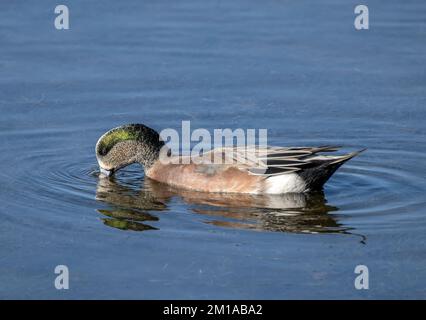 Male American wigeon, Mareca americana, in winter plumage, feeding in shallow lagoon. Stock Photo