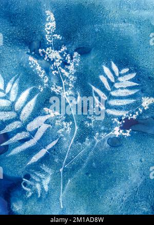 Bridal Veil Astilbe, cyanotype flower on a Prussian blue background, alternative photography Process. Stock Photo