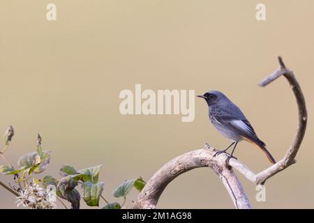 The male black redstart (Phoenicurus ochruros) is a small passerine bird. Stock Photo