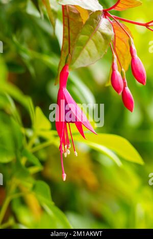 Beautiful blooming purple pink fuchsia flowers with green leaves in the garden Stock Photo