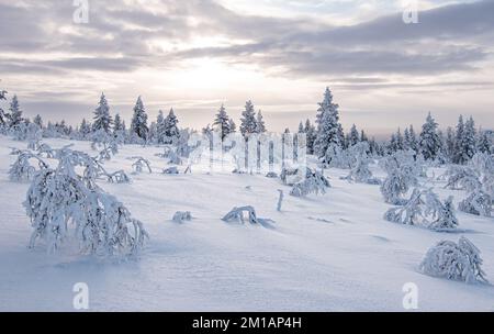 Snowy landscape with frozen trees in winter season, Saariselka, Lapland, Finland. Stock Photo