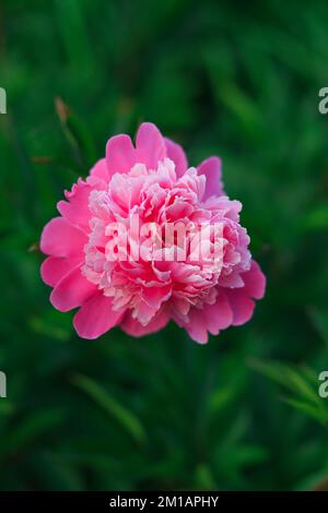 Happy Birthday! Vase with Beautiful Rose Flowers on Table Near White Brick  Wall Stock Photo - Image of event, petal: 221551430