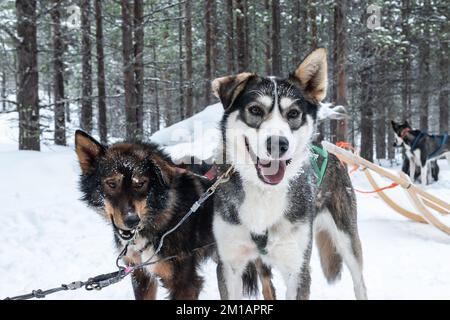 Dog sledding in Finnish Lapland. Stock Photo