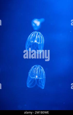 Beautiful jellyfish in the neon light in aquarium, nature background Stock Photo