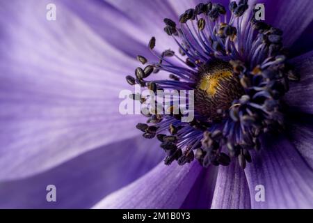Beautiful macro shot of a purple anemone flower. Border art design. Magic light. Extreme close up macro photography. Beautiful nature background. Amaz Stock Photo