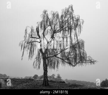 Frost covered weeping Silver Birch Tree (Betula pendula 'Tristis') (coverted to b&w) in Richmond Park, Surrey, UK. Stock Photo
