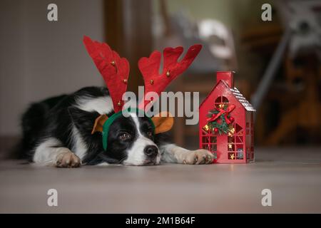 Border Collie with Reindeer Antlers at Home. Festive Black and White Dog Lies Down on Floor Indoors. Stock Photo