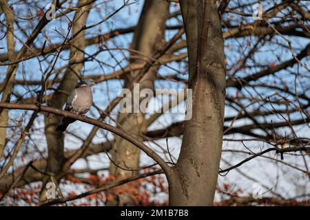 Common Wood-Pigeon perched on the wood branch Stock Photo