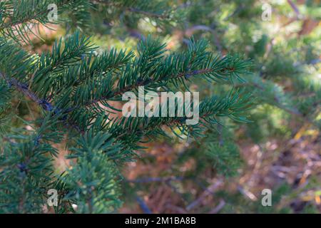 Scenery on the trail in the fall Stock Photo
