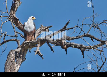 African fish eagle (Haliaeetus vocifer), adult perched in a dead tree Stock Photo