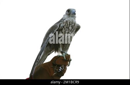 Doha, Katar. 11th Dec, 2022. firo : 11.12.2022, Football, Soccer, FIFA WORLD CUP 2022 QATAR, World Cup 2022 Qatar, World Cup 2022 Qatar, Country, People, Culture, Doha Falcon, National Bird Credit: dpa/Alamy Live News Stock Photo