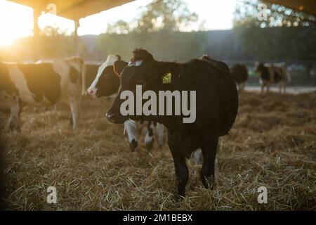 Herd of calves coming to stall on dairy farm at sunset in autumn Stock Photo