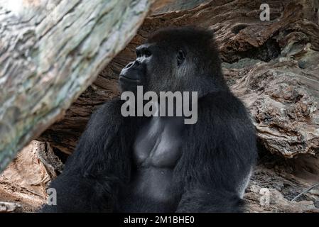 Close-up of gorilla sitting at San Diego Safari Park Stock Photo