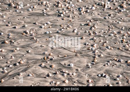 High angle view of seashells and pebbles on wet sand at beach Stock Photo