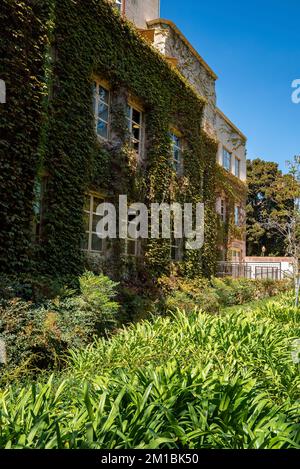Lush ivy growing on wall of residential building during sunny day Stock Photo