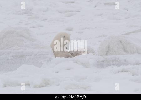 Polar Bear Nursing, Hudson Bay, MB Stock Photo