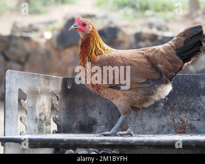 Wild (feral) chicken on Maui, Hawaii Stock Photo