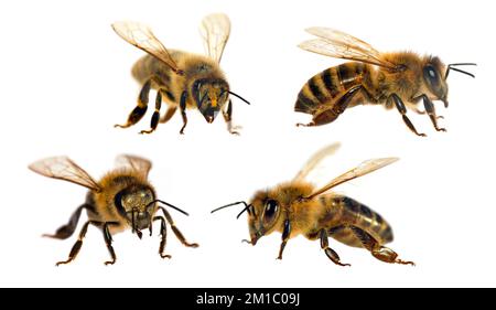Set of four bees or honeybees in Latin Apis Mellifera, european or western honey bee isolated on the white background Stock Photo