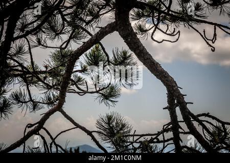 Picture of a wood of austrian pine trees, tall, in Palic, Serbia. Pinus nigra, the Austrian pine or black pine, is a moderately variable species of pi Stock Photo