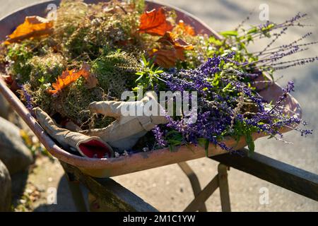 Wheelbarrow Garden Trimmings and Garden Tools. A wheelbarrow filled with garden trimmings and weeds. Stock Photo