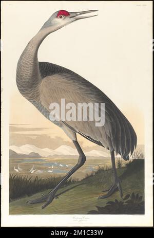 Whooping crane : Grus Americana. Young. View in the interior of the Floridas with sand hills in distance. c.1 v.3 plate 261 , Cranes Birds, Sandhill crane. The Birds of America- From Original Drawings by John James Audubon Stock Photo