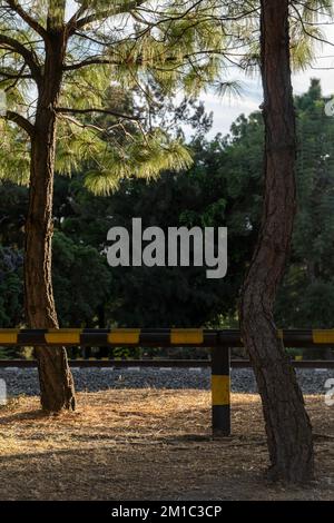 slender trunks on an arid soil, in the sunset, mexico latin america Stock Photo
