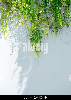 Green ivy leaves climbing on white wall background with copy space, vertical style. Creeper vine plant backgrounds. Stock Photo