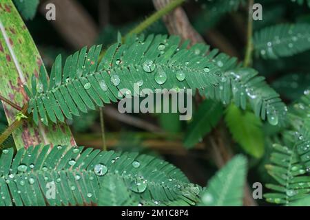 tiny water droplets on mimosa pudica leaves Stock Photo