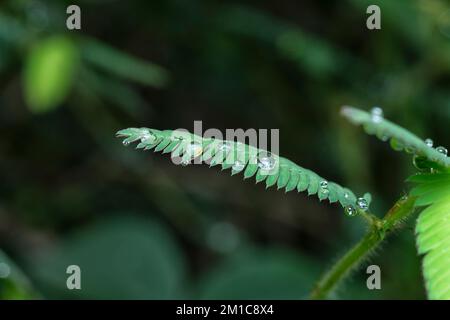 tiny water droplets on mimosa pudica leaves Stock Photo