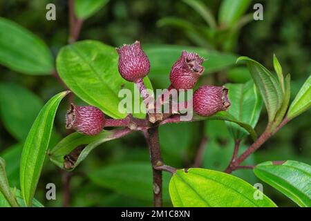 close shot of the wild melastoma malabathricum berries. Stock Photo