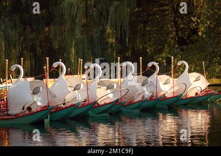 Boston's famed swan boats rest in the late summer afternoon at the pond in the city Publik Garden Stock Photo