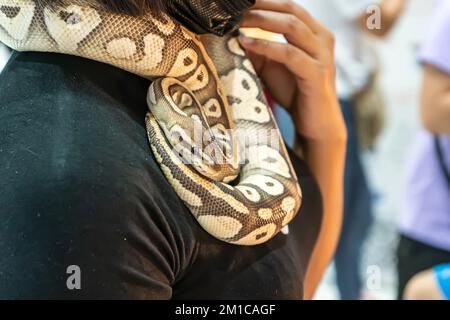 Ball python is a popular pet in Thailand. Stock Photo