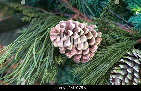 Pine branch with cones. Christmas or festive concept. Stock Photo