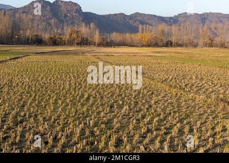 Empty field after rice crop harvest in autumn Stock Photo
