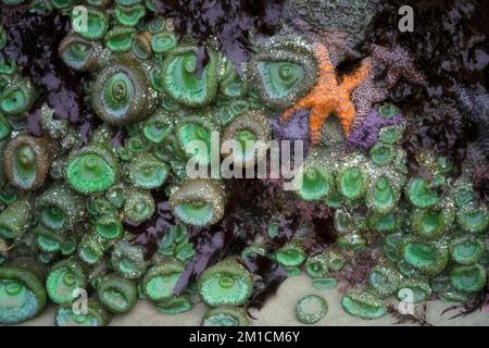 Goose barnacles, colorful sea stars, and green sea anemones cling to the basalt rocks during this temporary summer minus low tide event. Stock Photo