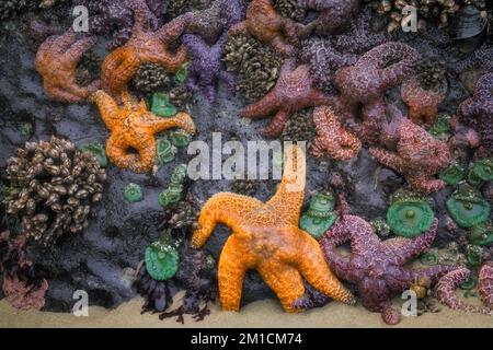 Goose barnacles, colorful sea stars, and green sea anemones cling to the basalt rocks during this temporary summer minus low tide event. Stock Photo