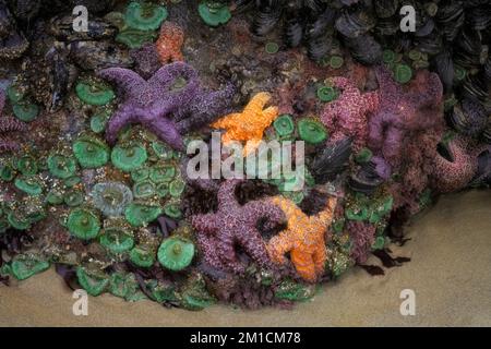 Goose barnacles, colorful sea stars, and green sea anemones cling to the basalt rocks during this temporary summer minus low tide event. Stock Photo