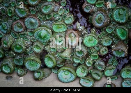 Basalt rocks covered with sea anemones on Oregon’s central coastline at Yachats wait for the return of high tide. Stock Photo