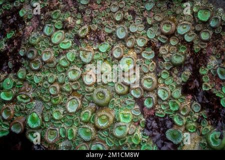 Basalt rocks covered with sea anemones on Oregon’s central coastline at Yachats wait for the return of high tide. Stock Photo