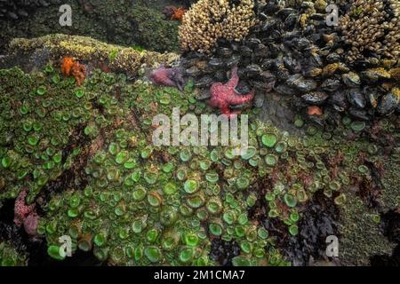 Goose barnacles, colorful sea stars, and green sea anemones cling to the basalt rocks during this temporary summer minus low tide event. Stock Photo